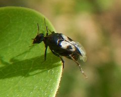 Macrosiagon semipunctata