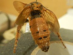 Trisciloa ferruginea