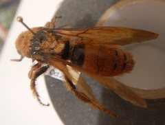 Trisciloa ferruginea