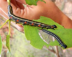 Coenotes eremophilae