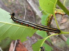 Coenotes eremophilae