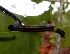 Coenotes eremophilae