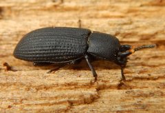 Toxicum punctipenne
