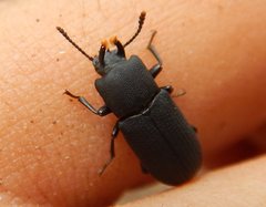 Toxicum punctipenne