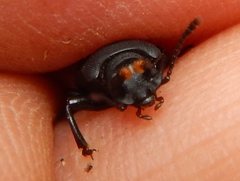 Toxicum punctipenne