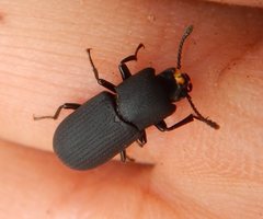 Toxicum punctipenne
