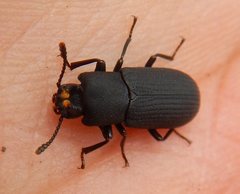 Toxicum punctipenne