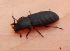 Toxicum punctipenne