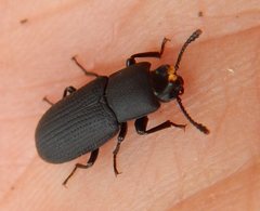 Toxicum punctipenne