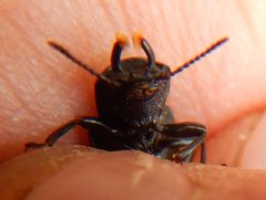 Toxicum punctipenne