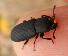 Toxicum punctipenne