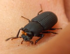 Toxicum punctipenne