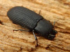 Toxicum punctipenne