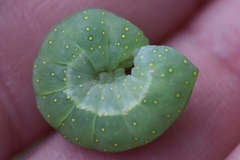 Phosphila miselioides