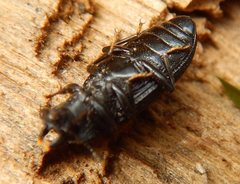 Toxicum punctipenne