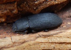 Toxicum punctipenne