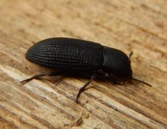 Toxicum punctipenne