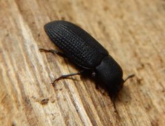 Toxicum punctipenne