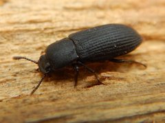 Toxicum punctipenne