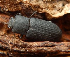Toxicum punctipenne