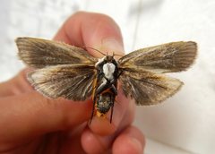 Maroga setiotricha