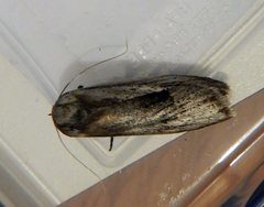 Maroga setiotricha