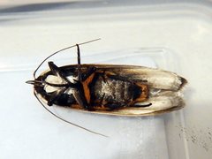 Maroga setiotricha