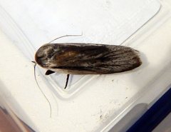 Maroga setiotricha