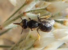 Braunsapis simillima