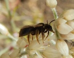 Braunsapis simillima