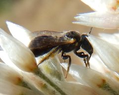 Braunsapis simillima