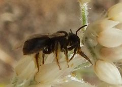 Braunsapis simillima