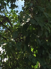 Magnoliopsida
