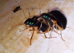 Australicapitona bostockii