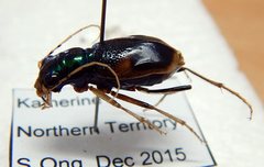 Australicapitona bostockii