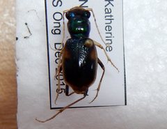 Australicapitona bostockii