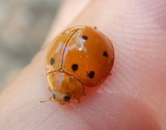 Microcaria mulsanti