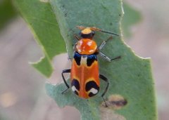 Dicranolaius c-pupureus