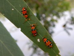 Dicranolaius c-pupureus