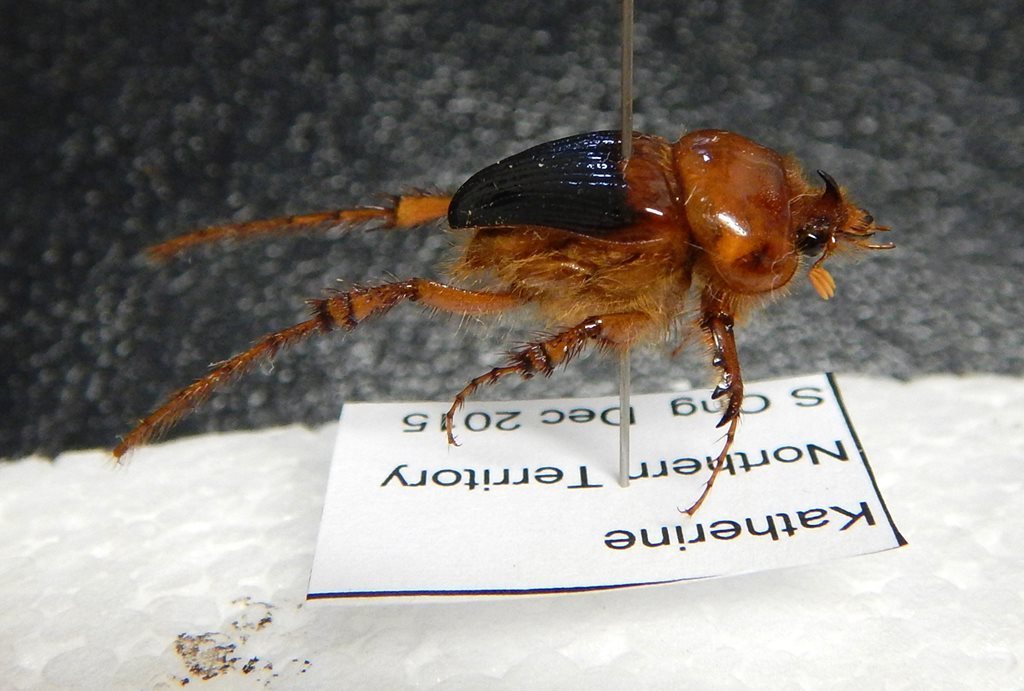 Phaenognathini