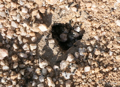 Veromessor pergandei