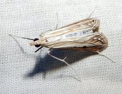 Euclasta maceratalis