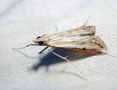 Euclasta maceratalis