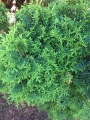 Platycladus orientalis