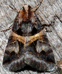 Drasteria grandirena