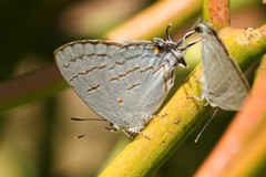 Hypolycaena philippus