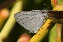 Hypolycaena philippus