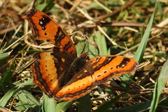 Precis ceryne ceryne