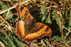 Precis ceryne ceryne