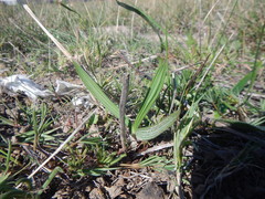 Babiana angustifolia